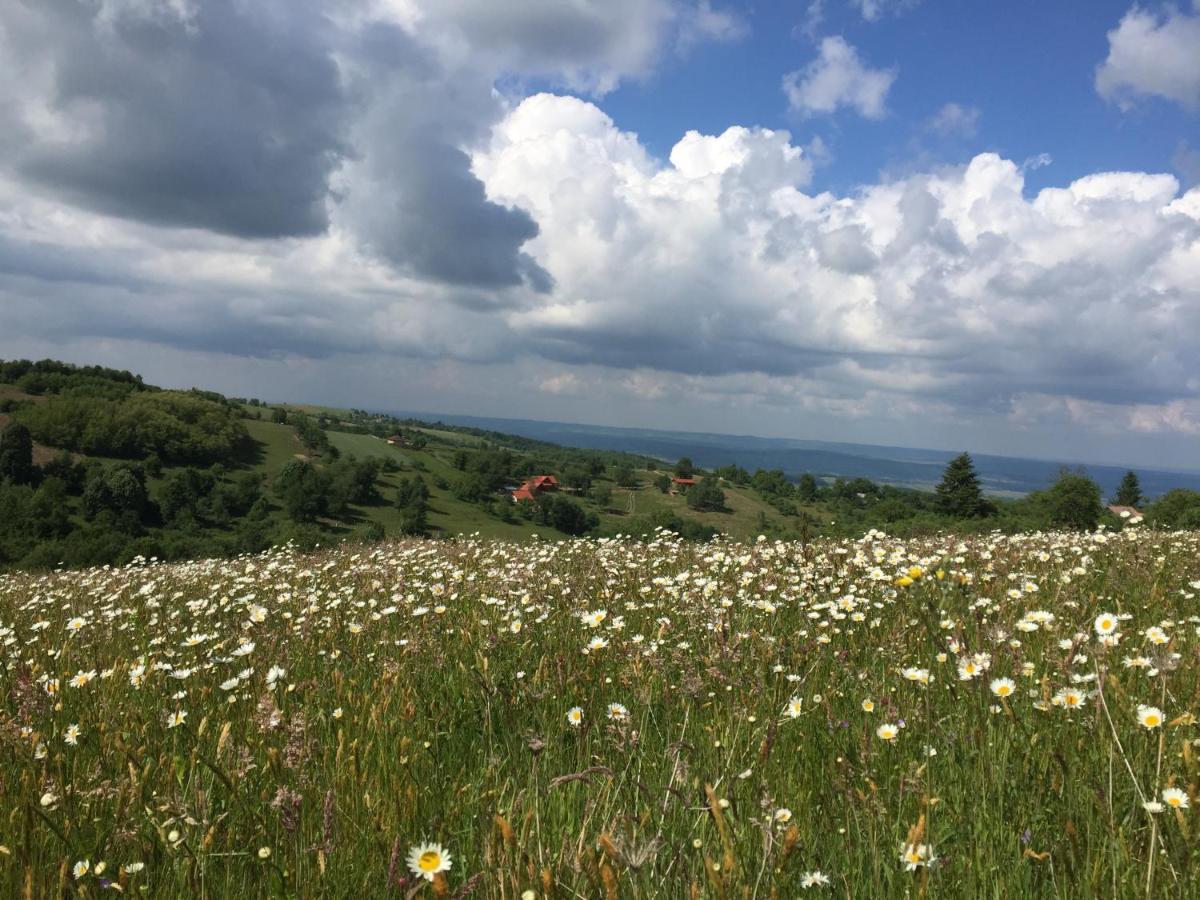 Valea TirneiRose Hip Hill Farm住宿加早餐旅馆 外观 照片
