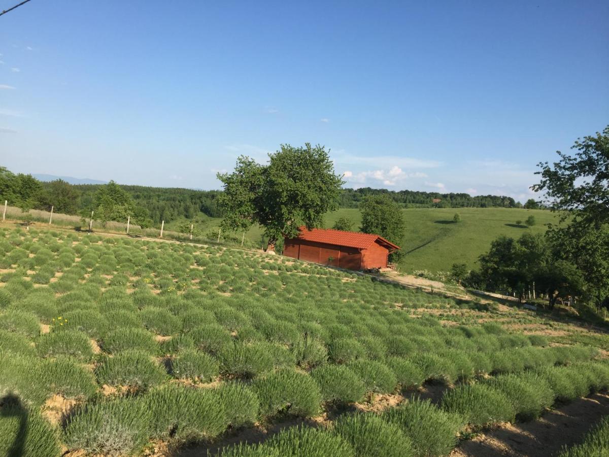Valea TirneiRose Hip Hill Farm住宿加早餐旅馆 外观 照片