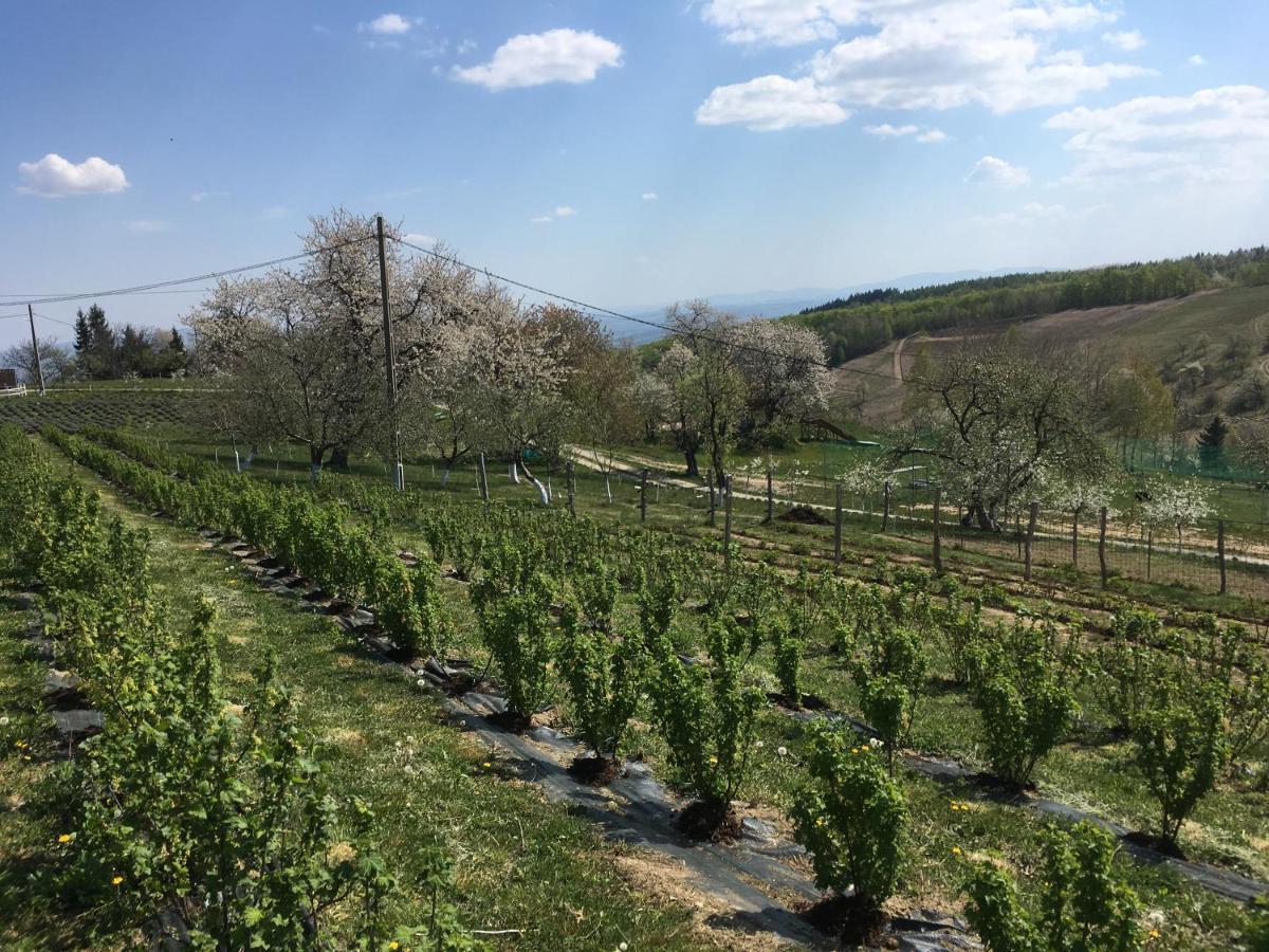 Valea TirneiRose Hip Hill Farm住宿加早餐旅馆 外观 照片
